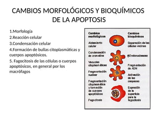 CAMBIOS MORFOLÓGICOS Y BIOQUÍMICOS
DE LA APOPTOSIS
1.Morfología
2.Reacción celular
3.Condensación celular
4.Formación de bullas citoplasmáticas y
cuerpos apoptósicos.
5. Fagocitosis de las células o cuerpos
apoptósicos, en general por los
macrófagos
 