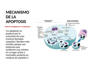 MECANISMO
DE LA
APOPTOSIS
•La apoptosis se
produce por la
activación de unas
enzimas llamadas
caspadas ( Reciben este
nombre porque son
proteasas que
contienen una cisteina
en su lugar activo y
encienden proteína en
residuos de aspártico )
 