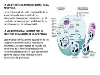 LA VIA INTRINSECA (MITOCONDRIAL) DE LA
APOPTOSIS
La vía mitocondrial , es la responsable de la
apoptosis en la mayor parte de las
situaciones fisiológicas y patológicas , es el
resultado de la mayor permeabilidad de la
membrana externa mitocondrial .
LA VIA EXTRINSECA ( INICIADA POR EL
RECEPTOR DE MUERTE) DE LA APOPTOSIS
Esta muerte se inicia con la ocupación de los
receptores de muerte de la membrana
plasmática . Los receptores de muerte sin
miembros de la familia del receptor de
factor de necrosis tumoral ,que contiene un
dominio citoplásmico implicado entre
interacción de proteínas .
 