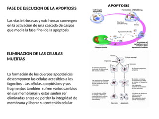 FASE DE EJECUCION DE LA APOPTOSIS
Las vías intrínsecas y extrínsecas convergen
en la activación de una cascada de caspas
que media la fase final de la apoptosis
ELIMINACION DE LAS CELULAS
MUERTAS
La formación de los cuerpos apoptósicos
descomponen las células accesibles a los
fagocitos . Las células apoptósicos y sus
fragmentos también sufren varios cambios
en sus membranas y estas suelen ser
eliminadas antes de perder la integridad de
membrana y liberar su contenido celular
 