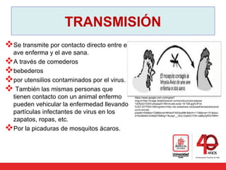 TRANSMISIÓN
Se transmite por contacto directo entre el
ave enferma y el ave sana.
A través de comederos
bebederos
por utensilios contaminados por el virus.
 También las mismas personas que
tienen contacto con un animal enfermo
pueden vehicular la enfermedad llevando
partículas infectantes de virus en los
zapatos, ropas, etc.
Por la picaduras de mosquitos ácaros.
https://www.google.com.co/imgres?
imgurl=http://image.slidesharecdn.com/produccinavcolajose-
120522210303-phpapp01/95/viruela-aviar-19-728.jpg%3Fcb
%3D1337750414&imgrefurl=http://es.slideshare.net/joseefrainsalcedo/prod
uccin-avcola-
jose&h=546&w=728&tbnid=MHwnFXIEllzyMM:&tbnh=113&tbnw=151&doci
d=5UeB46cOUMqSYM&itg=1&usg=__hEq1ZejtwO1ON-vq8ByQjRQTMNI=
 