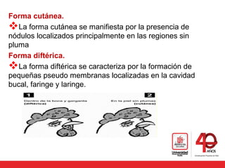 Forma cutánea.
La forma cutánea se manifiesta por la presencia de
nódulos localizados principalmente en las regiones sin
pluma
Forma diftérica.
La forma diftérica se caracteriza por la formación de
pequeñas pseudo membranas localizadas en la cavidad
bucal, faringe y laringe.
 