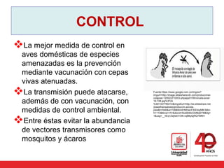 CONTROL
La mejor medida de control en
aves domésticas de especies
amenazadas es la prevención
mediante vacunación con cepas
vivas atenuadas.
La transmisión puede atacarse,
además de con vacunación, con
medidas de control ambiental.
Entre éstas evitar la abundancia
de vectores transmisores como
mosquitos y ácaros
Fuente:https://www.google.com.co/imgres?
imgurl=http://image.slidesharecdn.com/produccinav
colajose-120522210303-phpapp01/95/viruela-aviar-
19-728.jpg%3Fcb
%3D1337750414&imgrefurl=http://es.slideshare.net
/joseefrainsalcedo/produccin-avcola-
jose&h=546&w=728&tbnid=MHwnFXIEllzyMM:&tbn
h=113&tbnw=151&docid=5UeB46cOUMqSYM&itg=
1&usg=__hEq1ZejtwO1ON-vq8ByQjRQTMNI=
 
