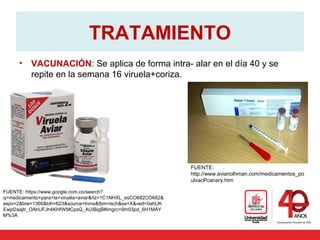 TRATAMIENTO
• VACUNACIÓN: Se aplica de forma intra- alar en el día 40 y se
repite en la semana 16 viruela+coriza.
FUENTE: https://www.google.com.co/search?
q=medicamento+para+la+viruela+aviar&rlz=1C1NHXL_esCO682CO682&
espv=2&biw=1366&bih=623&source=lnms&tbm=isch&sa=X&ved=0ahUK
Ewjd2aajtr_OAhUFJh4KHfWMCpsQ_AUIBigB#imgrc=9m03pd_6H1MAY
M%3A
FUENTE:
http://www.aviariolhman.com/medicamentos_po
ulvacPcanary.htm
 
