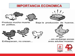 IMPORTANCIA ECONOMICA
 