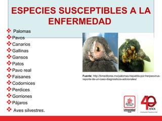 ESPECIES SUSCEPTIBLES A LA
ENFERMEDAD
 Palomas
Pavos
Canarios
Gallinas
Gansos
Patos
Pavo real
Faisanes
Codornices
Perdices
Gorriones
Pájaros
 Aves silvestres.
Fuente: http://bmeditores.mx/palomas-hepatitis-por-herpesvirus-
reporte-de-un-caso-diagnosticos-adicionales/
 
