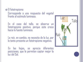 El fototropismo    Corresponde a una respuesta del vegetal frente al estímulo luminoso.     En el caso del tallo, se observa un fototropismo positivo, porque este crece hacia la fuente luminosa.    La raíz, en cambio, no necesita de la luz, por lo tanto presenta un fototropismo negativo.En las hojas, se aprecia diferentes posiciones, que le permiten captar mejor la luz del Sol.