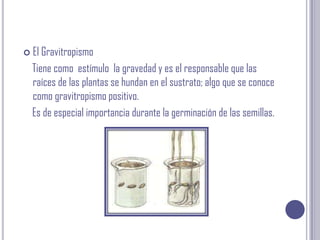 El Gravitropismo    Tiene como  estímulo  la gravedad y es el responsable que las raíces de las plantas se hundan en el sustrato; algo que se conoce como gravitropismo positivo.     Es de especial importancia durante la germinación de las semillas.