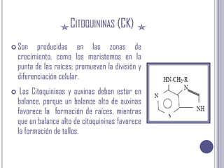 Citoquininas (CK)Son producidas en las zonas de crecimiento, como los meristemos en la punta de las raíces; promueven la división y diferenciación celular.  Las Citoquininas y auxinas deben estar en balance, porque un balance alto de auxinas favorece la  formación de raíces, mientras que un balance alto de citoquininas favorece la formación de tallos.