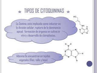 TIPOS DE CITOQUININASLa Zeatina: está implicada como inductor en la división celular, ruptura de la dominancia apical;  formación de órganos en cultivo in vitro y desarrollo de cloroplastos.Adenina:Se encuentran en tejidos vegetales (Raíz, tallo y hoja)
