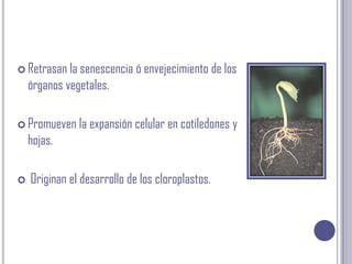Retrasan la senescencia ó envejecimiento de los órganos vegetales.Promueven la expansión celular en cotiledones y hojas. Originan el desarrollo de los cloroplastos.