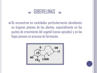 GIBERELINASSe encuentran en cantidades particularmente abundantes en órganos jóvenes de las plantas, especialmente en los puntos de crecimiento del vegetal (zonas apicales) y en las hojas jóvenes en proceso de formación. 