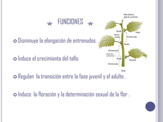 funcionesDisminuye la elongación de entrenudos.Induce el crecimiento del tallo.Regulan  la transición entre la fase juvenil y el adulto .Induce  la floración y la determinación sexual de la flor .