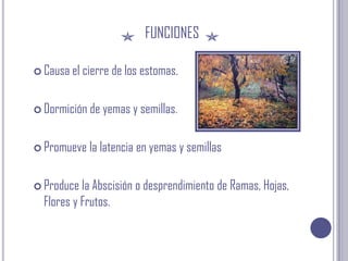funcionesCausa el cierre de los estomas.Dormición de yemas y semillas. Promueve la latencia en yemas y semillasProduce la Abscisión o desprendimiento de Ramas, Hojas, Flores y Frutos.
