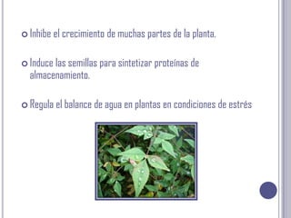 Inhibe el crecimiento de muchas partes de la planta. Induce las semillas para sintetizar proteínas de almacenamiento. Regula el balance de agua en plantas en condiciones de estrés