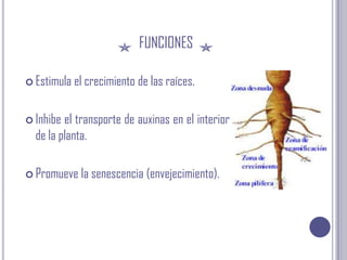 funcionesEstimula el crecimiento de las raíces. Inhibe el transporte de auxinas en el interior de la planta. Promueve la senescencia (envejecimiento).