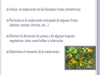 Induce  la maduración de los llamados frutos climatéricos. Participa en la maduración anticipada de algunos frutos (plátano, tomate, cítricos, etc...).Eliminan la dormición de yemas y de algunos órganos vegetativos, tales como bulbos y tubérculos. Determina el momento de la maduración
