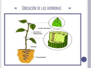 Ubicación de las hormonas