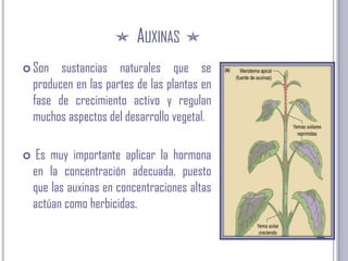 AuxinasSon sustancias naturales que se producen en las partes de las plantas en fase de crecimiento activo y regulan muchos aspectos del desarrollo vegetal. Es muy importante aplicar la hormona en la concentración adecuada, puesto que las auxinas en concentraciones altas actúan como herbicidas.