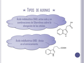 Tipos  de auxinasÁcido indolacético (IAA): actúa solo y en combinaciones de Giberelinas sobre la elongación de las células.  Ácido indolbutírico (IAB)  :Actúa en el enraizamiento.