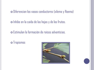 Diferencian los vasos conductores (xilema y floema)Inhibe en la caída de las hojas y de los frutos.Estimulan la formación de raíces adventicias.Tropismos