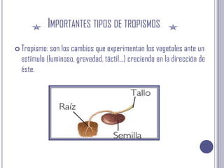 Importantes tipos de tropismosTropismo: son los cambios que experimentan los vegetales ante un estímulo (luminoso, gravedad, táctil...) creciendo en la dirección de éste. 