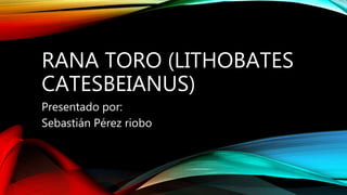 RANA TORO (LITHOBATES
CATESBEIANUS)
Presentado por:
Sebastián Pérez riobo
 