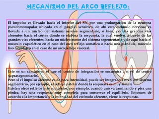 MECANISMO DEL ARCO REFLEJO:
El impulso es llevado hacia el interior del SN por una prolongación de la neurona
pseudomonopolar ubicada en el ganglio sensitivo, de ahí este estímulo nervioso es
llevada a un núcleo del sistema nervios segmentario, o bien, por las grandes vías
aferentes hacia el córtex donde se elabora la respuesta, la cual vuelve, a través de las
grandes vías eferentes, hacia un núcleo motor del sistema segementario y de aquí hacia el
músculo esquelético en el caso del arco reflejo somático o hacia una glándula, músculo
liso o cardiaco en el caso de un arco reflejo visceral.

Este es un camino en el que el  centro de integración se encuentra a nivel de centro
suprasegmentario.
Pero si el impulso aferente es de poca intensidad, puede ser integrado a nivel del sistema
segmentario, por ejemplo, el reflejo patelar donde la respuesta es muy simple
Existen otros reflejos más complejos, por ejemplo, cuando uno va caminando y pisa una
piedra, hay una respuesta muy compleja para conservar el equilibrio. Entonces de
acuerdo a la importancia y la intensidad del estimulo aferente, viene la respuesta.

 