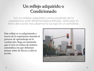 Un reflejo adquirido o
Condicionado
Son los reflejos adquiridos como resultado de la
experiencia ante determinados estímulos  sería pisar el
freno del coche tras observar la luz roja en un semáforo.

Este reflejo se va adquiriendo a
través de la experiencia durante el
proceso de aprendizaje en la
conducción, llega un momento
que el acto se realiza de manera
automática sin que debamos
pensar antes de llevar a cabo la
acción.

 