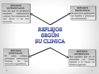 REFLEJOS
REFLEJOS
SUPERFICIALES:
SUPERFICIALES:
Son los que se producen
Son los que se producen
mediante
estimulación
mediante
estimulación
cutánea. Son respuestas de
cutánea. Son respuestas de
tipo flexor oo de tres
tipo flexor
de tres
neuronas.
neuronas.

REFLEJOS
REFLEJOS
ESPECIALES:
ESPECIALES:
En
estos
reflejos
En
estos
reflejos
participan estructuras
participan estructuras
distintas
de
los
distintas
de
los
músculos esqueléticos.
músculos esqueléticos.

REFLEJOS
REFLEJOS
PROFUNDOS:
PROFUNDOS:
Se provocan golpeando
Se provocan golpeando
un tendón yy producen
un tendón
producen
un estiramiento.
un estiramiento.

REFLEJOS
REFLEJOS
ANORMALES:
ANORMALES:
Son aquellos que no se
Son aquellos que no se
presentan
presentan en
en forma
forma
normal oo lo hacen de
normal
lo hacen de
forma exagerada.
forma exagerada.

 