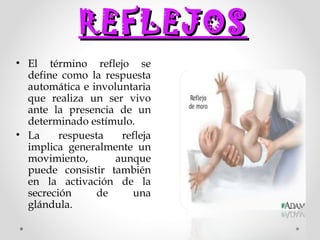 REFLEJOS
• El término reflejo se
define como la respuesta
automática e involuntaria
que realiza un ser vivo
ante la presencia de un
determinado estímulo.
• La
respuesta
refleja
implica generalmente un
movimiento,
aunque
puede consistir también
en la activación de la
secreción
de
una
glándula.

 