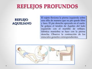 REFLEJO
AQUILIANO

El sujeto flexiona la pierna izquierda sobre
El sujeto flexiona la pierna izquierda sobre
una silla de manera que su pie quede libre
una silla de manera que su pie quede libre
y laxo. El pie derecho apoyado en el suelo.
y laxo. El pie derecho apoyado en el suelo.
Se golpea el tendón de Aquiles del lado
Se golpea el tendón de Aquiles del lado
izquierdo con el martillo de reflejos.
izquierdo con el martillo de reflejos.
Idéntica maniobra se hace con la pierna
Idéntica maniobra se hace con la pierna
derecha. Observe la contracción de los
derecha. Observe la contracción de los
músculos gemelos correspondientes.
músculos gemelos correspondientes.

 