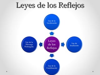Leyes de los Reflejos

 
