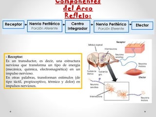 Componentes
del Arco
Reflejo:

- Receptor:  
Es un transductor, es decir, una estructura
nerviosa que transforma un tipo de energía
(mecánica, química, electromagnética) en un
impulso nervioso.
En otras palabras, transforman estímulos (de
tipo táctil, propioceptivo, térmico y dolor) en
impulsos nerviosos.

 