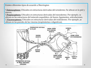 Existen diferentes tipos de acuerdo a Sherrington
 
* Exteroceptores: Ubicados en estructuras derivadas del ectodermo. Se ubican en la piel y
anexos.
* Propioceptores: Ubicados en estructuras derivadas del mesodermo. Por ejemplo, se
ubican en las estructuras del músculo esquelético, de hueso, ligamentos, articulaciones.
* Visceroceptores: Ubicados en estructuras derivadas del endodermo. Por ejemplo ,se
ubican en las paredes de las vísceras (respiratorias o digestivas).

 
