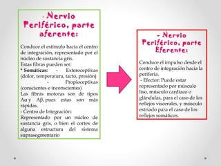 - Nervio

Periférico, parte
aferente:

 
Conduce el estímulo hacia el centro
de integración, representado por el
núcleo de sustancia gris.
Estas fibras pueden ser:
* Somáticas:
Exteroceptivas
(dolor, temperatura, tacto, presión)
                      Propioceptivas
(conscientes e inconscientes)
Las fibras motoras son de tipos
Aα y Aβ, pues estas son más
rápidas.
- Centro de Integración:
Representado por un núcleo de
sustancia gris, o bien el cortex de
alguna estructura del sistema
suprasegmentario

- Nervio
Periférico, parte
Eferente:

 
Conduce el impulso desde el
centro de integración hacia la
periferia.
 - Efector: Puede estar
representado por músculo
liso, músculo cardiaco o
glándulas, para el caso de los
reflejos viscerales, y músculo
estriado para el caso de los
reflejos somáticos.

 