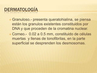 DERMATOLOGÍA
  Granuloso.-  presenta queratohialina, se piensa
   están los granulos existentes constituidos por
   DNA y que proceden de la cromatina nuclear.
  Corneo.- 0.02 a 0.5 mm, constituido de células
   muertas y llenas de tonofibrilas, en la parte
   superficial se desprenden los desmosomas.
 