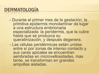 DERMATOLOGÍA

 - Durante el primer mes de la gestación, la
    primitiva epidermis monolaminar da lugar
    a una estructura embrionaria
    especializada: la peridermis, que la cubre
    hasta que se produzca su
    queratinización, y después degenera.
 - Las células peridérmicas están unidas
    entre sí por zonas de intenso contacto y
    sus caras apicales se encuentran
    sembradas en microvellosidades, mas
    tarde, se transforman en grandes
    ampollas aisladas.
 