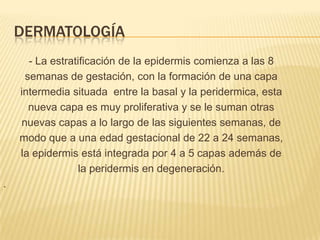 DERMATOLOGÍA
      - La estratiﬁcación de la epidermis comienza a las 8
     semanas de gestación, con la formación de una capa
    intermedia situada entre la basal y la peridermica, esta
      nueva capa es muy proliferativa y se le suman otras
    nuevas capas a lo largo de las siguientes semanas, de
    modo que a una edad gestacional de 22 a 24 semanas,
    la epidermis está integrada por 4 a 5 capas además de
                  la peridermis en degeneración.
.
 