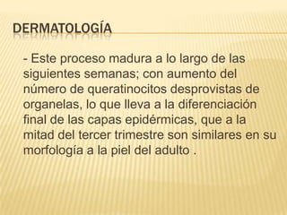 DERMATOLOGÍA

 - Este proceso madura a lo largo de las
 siguientes semanas; con aumento del
 número de queratinocitos desprovistas de
 organelas, lo que lleva a la diferenciación
 ﬁnal de las capas epidérmicas, que a la
 mitad del tercer trimestre son similares en su
 morfología a la piel del adulto .
 