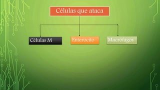 Células que ataca 
Células M Enterocito Macrófagos 
 