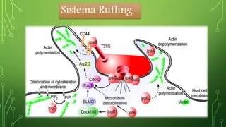 Sistema Rufling 
 