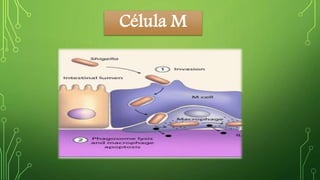 Célula M 
 
