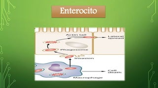 Enterocito 
 