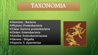 TAXONOMIA 
Dominio : Bacteria 
Phylum: Proteobacteria 
Clase: Gamma proteobacteria 
Orden: Enterobacteria 
Familia: Enterobacteriaceae 
Genero : Shigella 
Especie: S. dysenteriae 
 