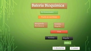Batería Bioquímica 
No Fermentador 
Prueba de movilidad 
Morganella 
Providencia 
Yersinia 
Shigella 
Urea 
Yersinia Shigella 
Indol 
S. dysenteriae S. sonnei 
 