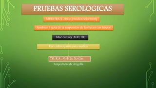PRUEBAS SEROLOGICAS 
MUESTRA X :Heces (medios selectivos) 
Sembrar 1 gota de la suspensión de las heces con hisopo 
Mac conkey ,XLD, HE 
Use cultivo puro para medios 
TSI: K/A , No H2s, No Gas 
Sospechosa de shigella 
 
