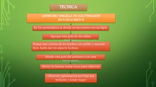 TECNICA 
ANTISUERO SHIGELLA DE AGLUTINACIÓN 
EN PORTAOBJETOS 
En Un portaobjetos se divide en tres partes con un lápiz 
Agregar una gota de sln salina 
fisiológica 
Tomar una colonia de los medios con palillo y mezclar 
bien, hasta dar un aspecto lechoso 
Añadir una gota del antisuero con una 
micropipeta 
Mover la lamina varias veces para observar 
Observar aglutinación por bajo luz 
brillante y fondo negro 
 