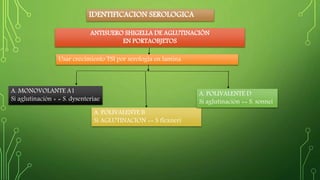 IDENTIFICACION SEROLOGICA 
ANTISUERO SHIGELLA DE AGLUTINACIÓN 
Usar crecimiento TSI por serología en lamina 
A. MONOVOLANTE A1 
Si aglutinación + = S. dysenteriae 
A. POLIVALENTE B 
Si AGLUTINACION += S flexneri 
A. POLIVALENTE D 
Si aglutinación += S. sonnei 
EN PORTAOBJETOS 
 