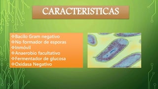 CARACTERISTICAS 
Bacilo Gram negativo 
No formador de esporas 
Inmóvil 
Anaerobio facultativo 
Fermentador de glucosa 
Oxidasa Negativo 
 